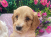 Cockapoo pups