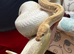 Mixed snakes