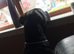 Staffy cross looking for new home
