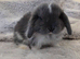 Mini lop bunnies
