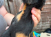 4X Baby Male Guinea Pigs