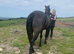 Connemara gelding