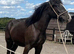 Shore x cob black filly