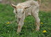 Golden gurnsey billy and boer cross billy