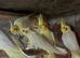 Canaries for sale