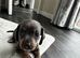 Kc mini dachshund puppy&rsquo;s