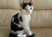 ️ Adorable & Playful Kitten Looking for a Loving Forever Home