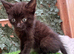 ADORABLE MALE KITTEN