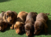 Stunning litter