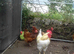 19 month white Sussex cockerel and a 9 month hybrid black tail & 4 hybrid black tail hens 19 months