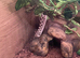 Female Western hognose
