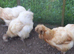 Silkie hens