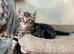 Beautiful Tabby Male and Female Kittens