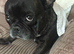 Rehome french bulldog