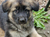 Beautiful litter of Long coated German Shepherd puppies