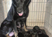 German sheaperd cross Belgium Malinois