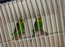Bush budgies