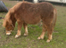 Top class registered standard shetland