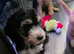 READY NOW - 1 Gorgeous Female Cockapoo Puppy Remaining