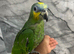 Baby Friendly Super Tame Cuddly Orange Wing Amazon Parrot,30