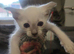 Stunning male fawn point siamese