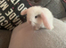 REW French lop doe. Ready 30th October