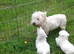 REGISTERED WEST HIGHLAND PUPPIES