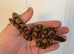 Brazilian rainbow boa