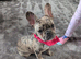 French bulldog merle