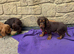 Cocker spaniel puppies