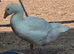 Smooth Sebastopol male gosling