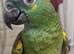 AMAZONS/PARROTS/PARAKEETS AVAILABLE