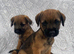Border-terrier pups reddy to go
