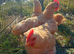 Buff Plymouth pullets POL