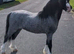 Strawberry Roan mare