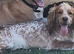 Female cocker spaniel