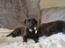 5 Beautiful Bedlington Whippet Puppies for Sale