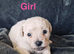 Shipooh puppies