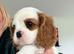 Beautiful KC Cavalier King Charles Spaniel Puppies
