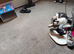 Maine coonx ragdoll