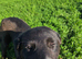 TAMMY – From an Abandoned Puppy in a Field to a Beautiful Young Girl Waiting for Home ️