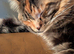 Lovely Tiger Girl Maine Coon
