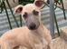 Whippet puppy&rsquo;s