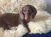 Dachshund