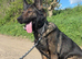 Female german shepherd