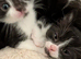 Beautiful litter of kittens ready this weekend