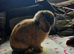 Mini lops