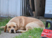 Handsome labrador boy