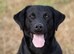 KC Reg Black Labrador fully health tested