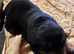 Beautiful Rottweiler girl